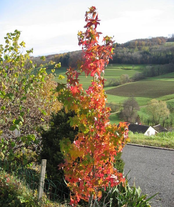 Amberbaum im Herbst