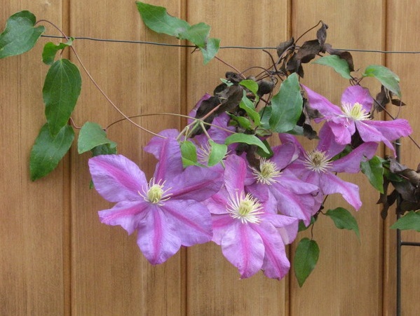 Clematis im Herbst